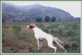 Pedigree TIP DELLA CISA Pedigree TIP DELLA CISA